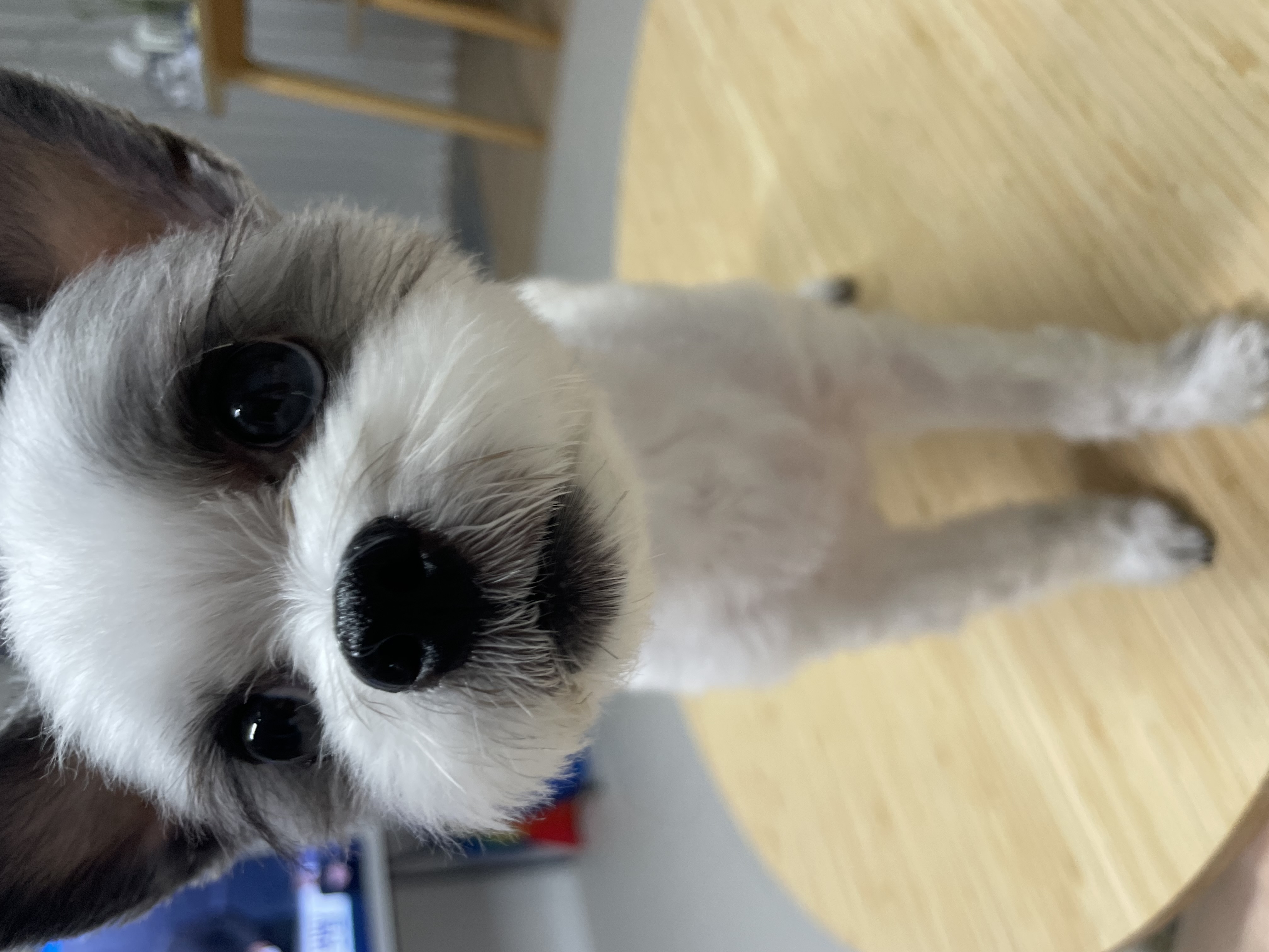 아산구조견 아뭉이 입양3주년 이야기