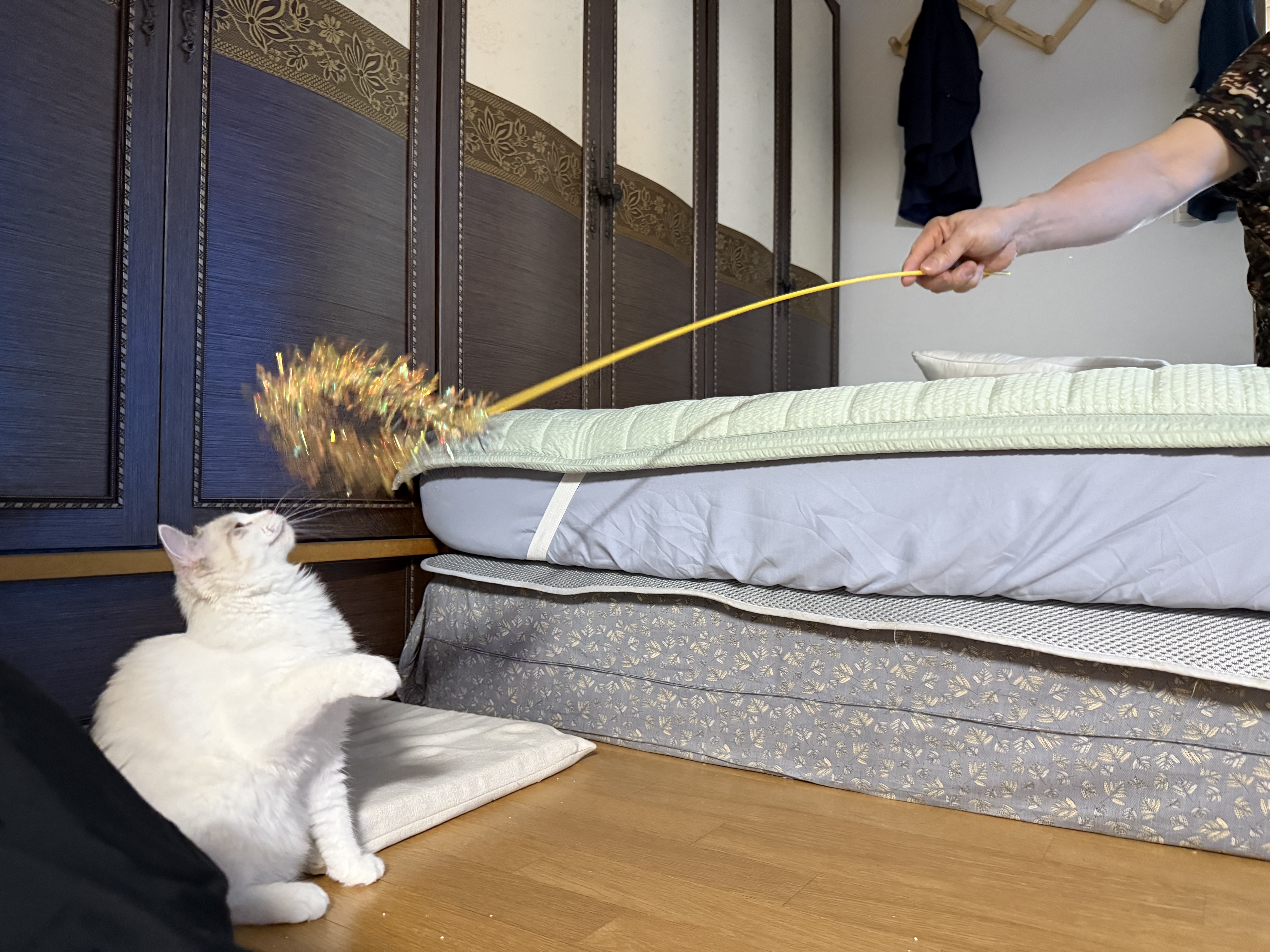 고로롱과의 세달:) <울산 구조묘 동둘이>