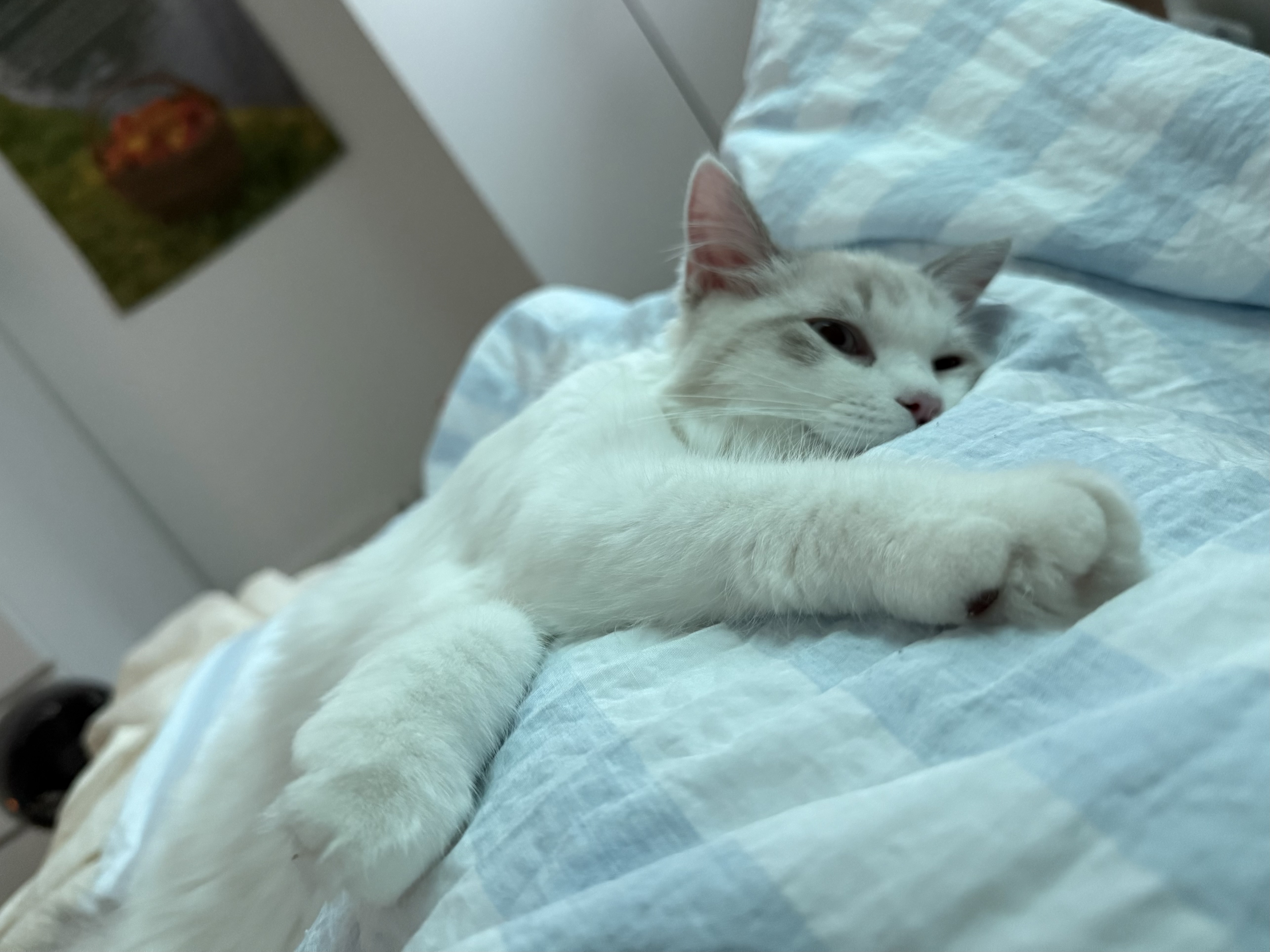 고로롱과의 세달:) <울산 구조묘 동둘이>