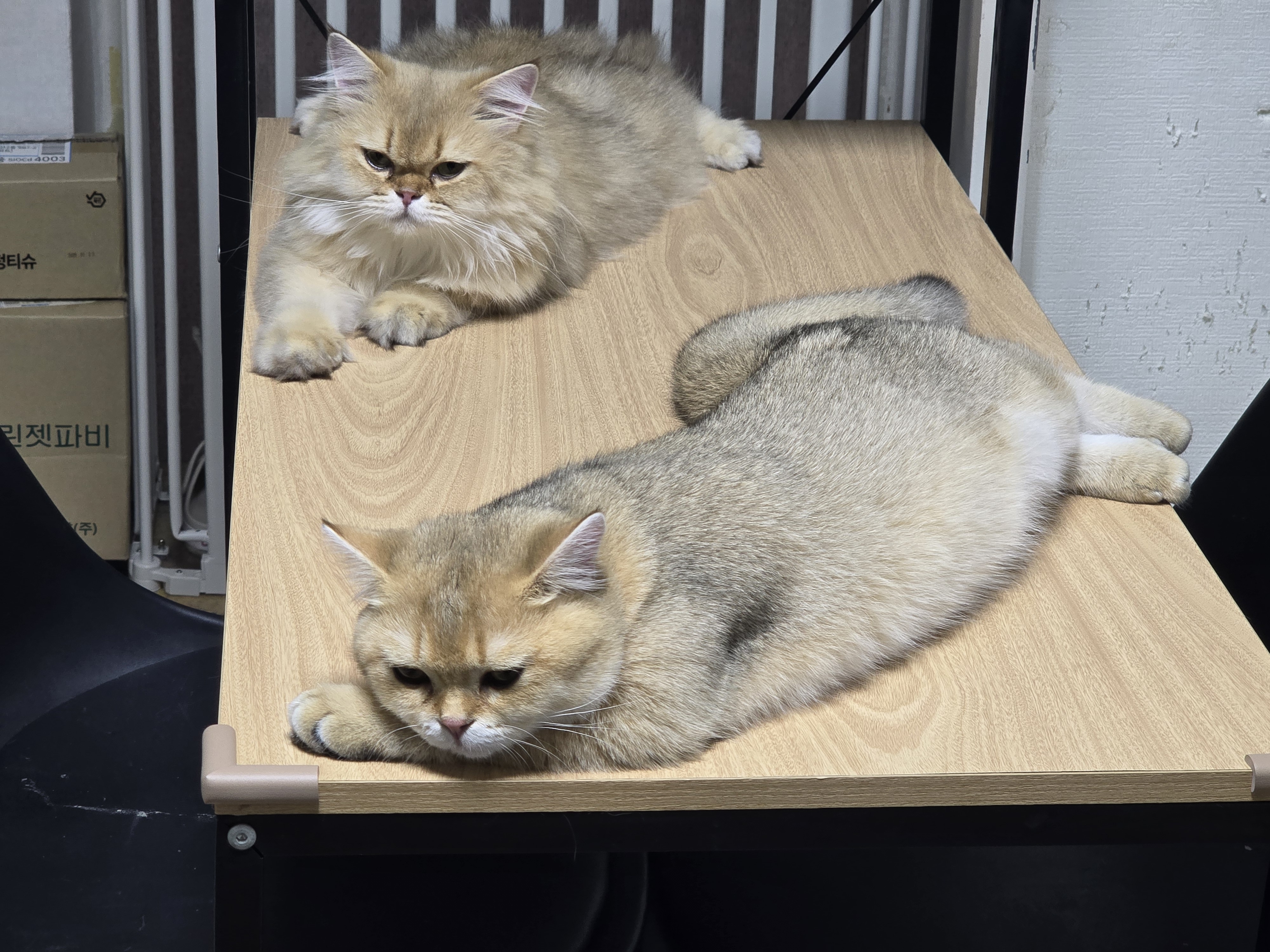 나나&무무(가필드&미가)가족된지 3개월 후기