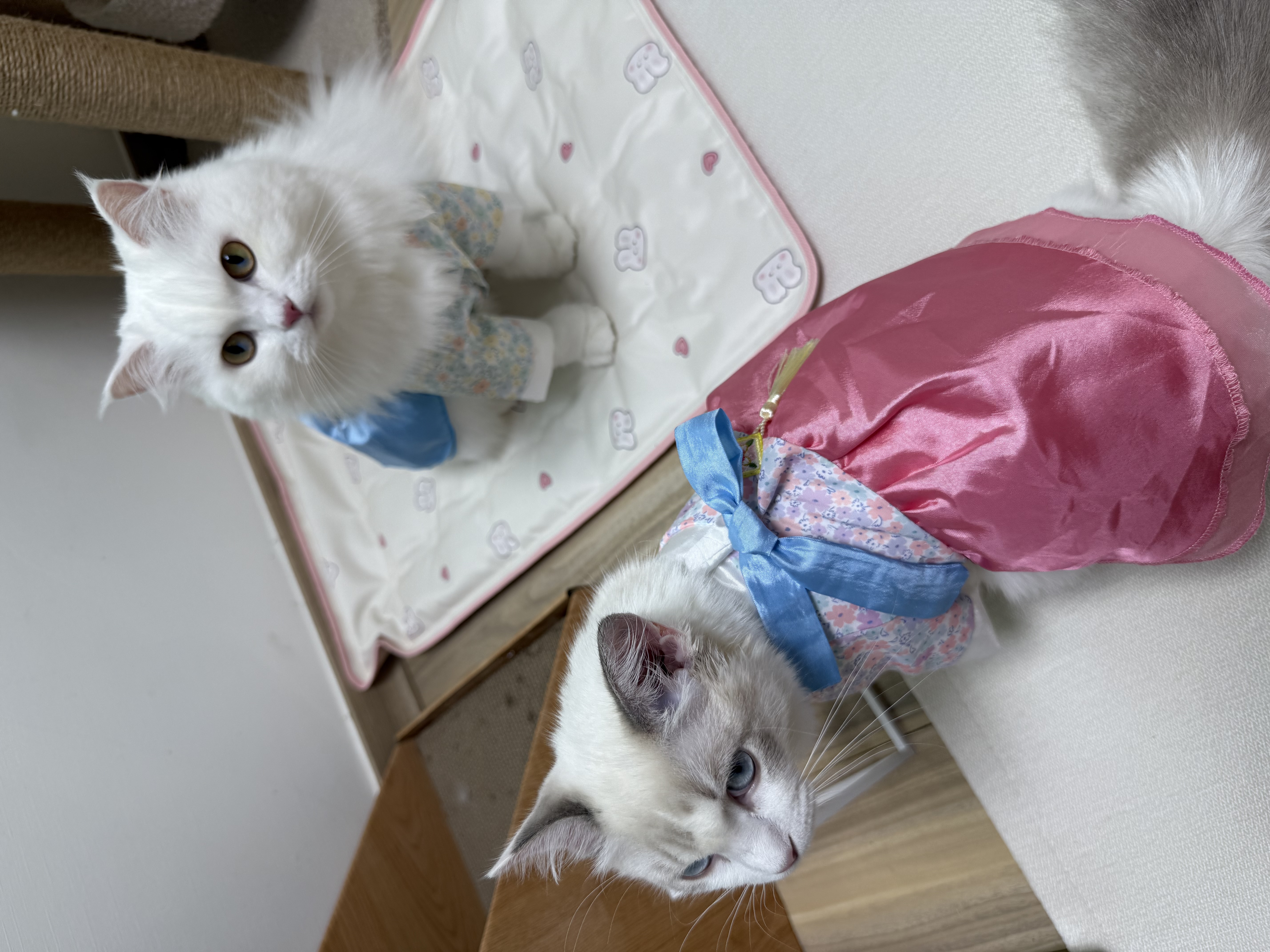 고로롱과의 세달:) <울산 구조묘 동둘이>