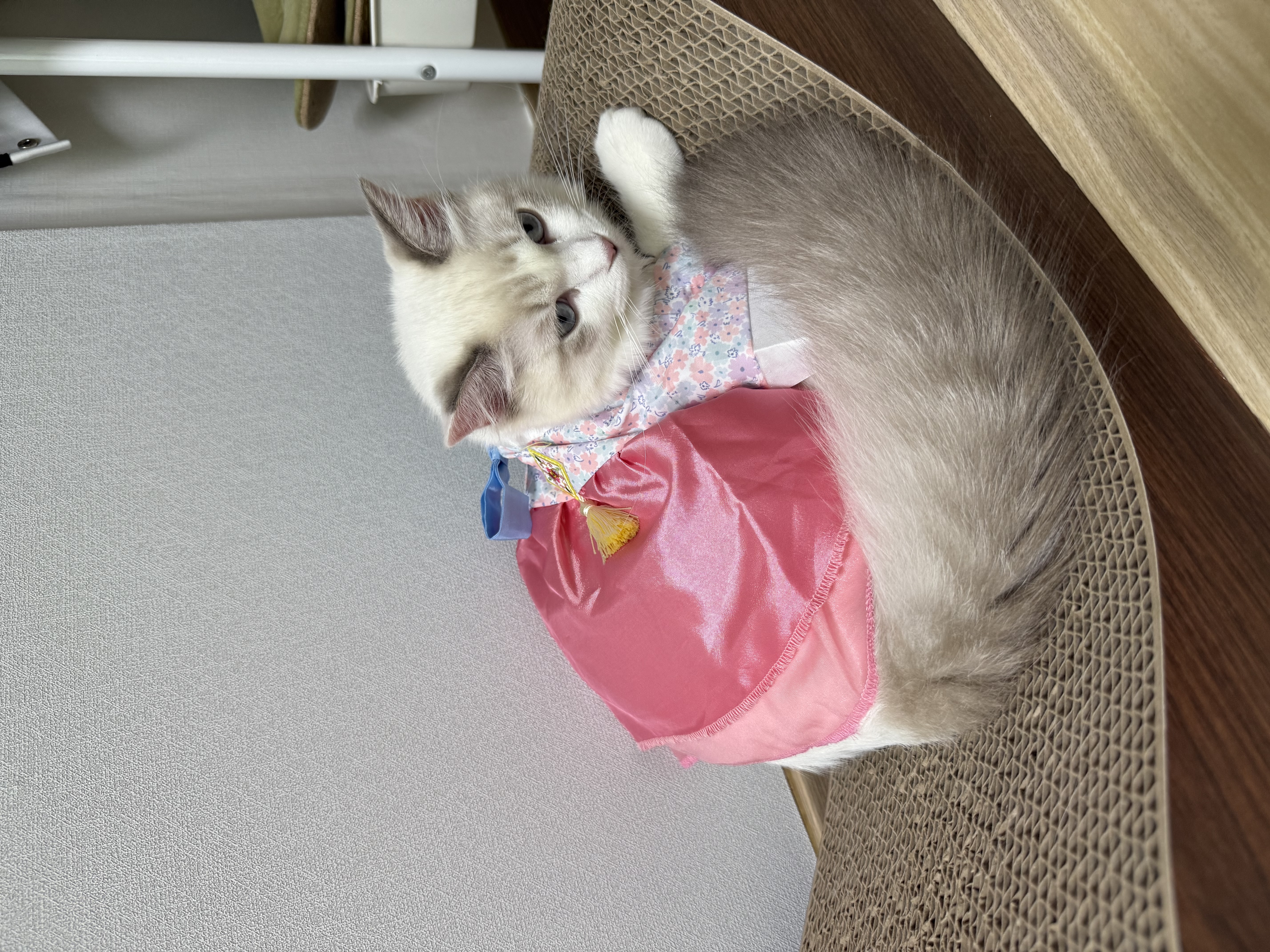 고로롱과의 세달:) <울산 구조묘 동둘이>