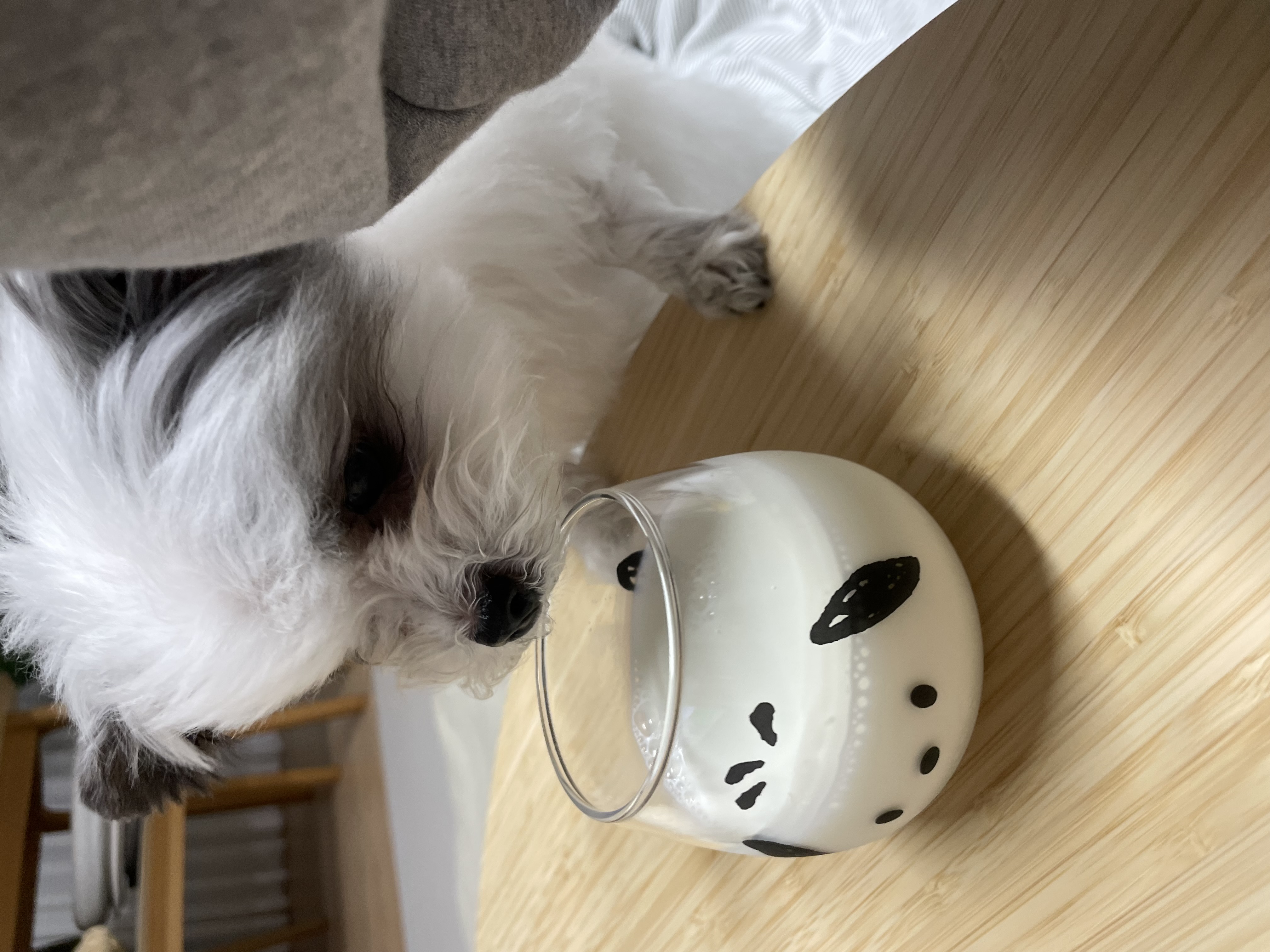 아산구조견 아뭉이 입양3주년 이야기