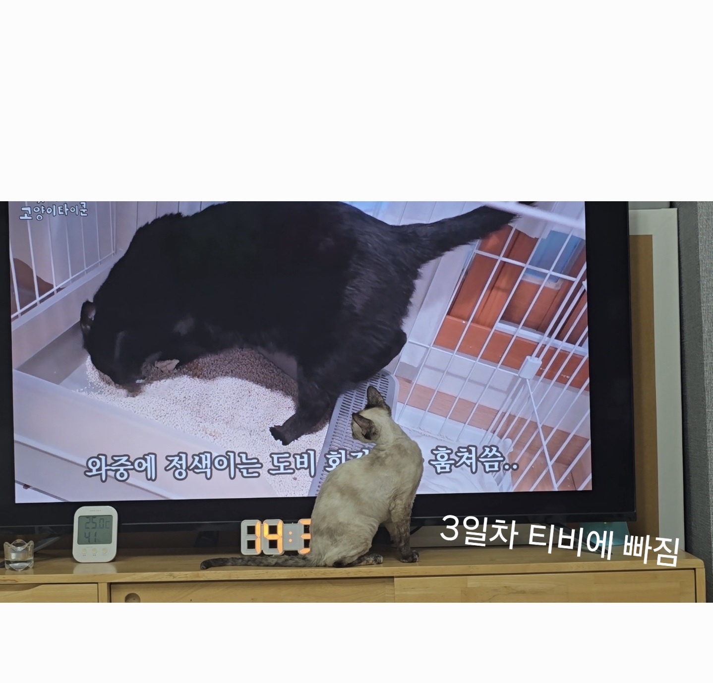 바다된 던이의 입양 일주일