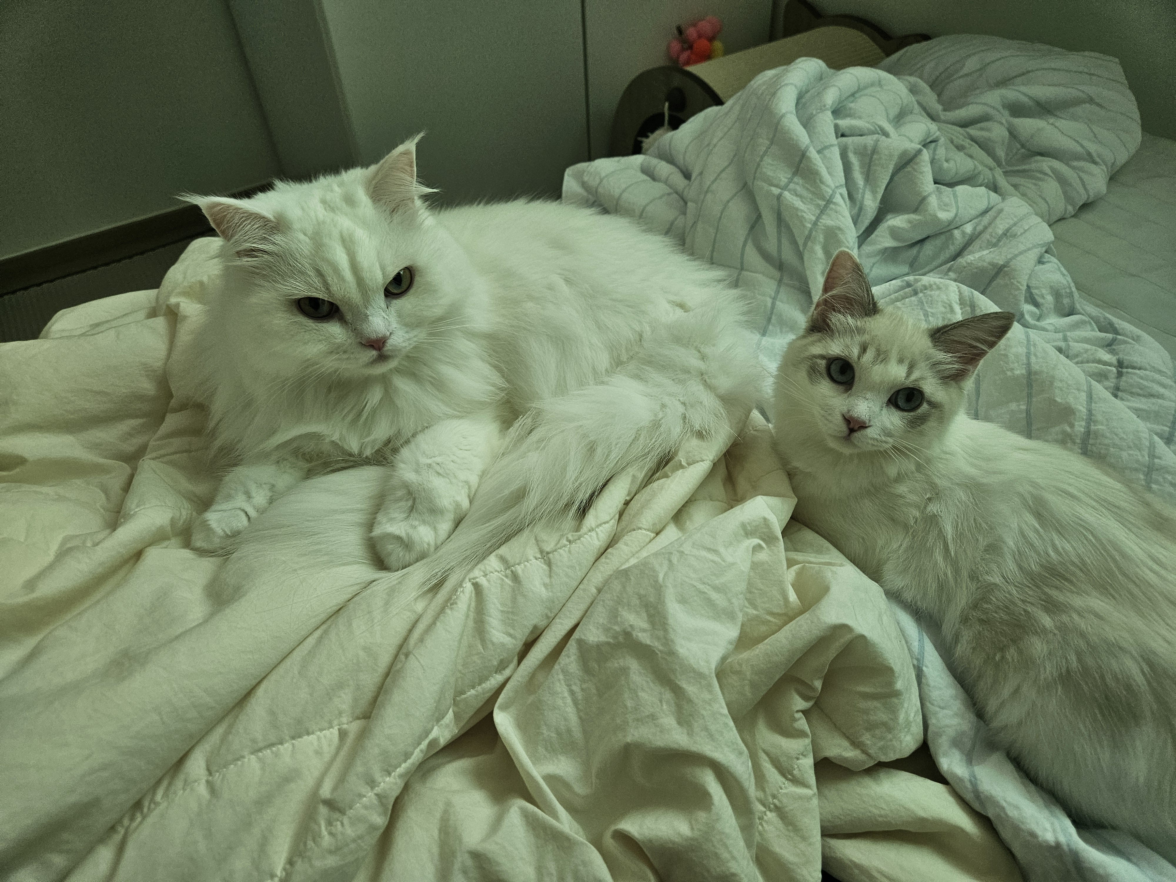 고로롱과의 세달:) <울산 구조묘 동둘이>