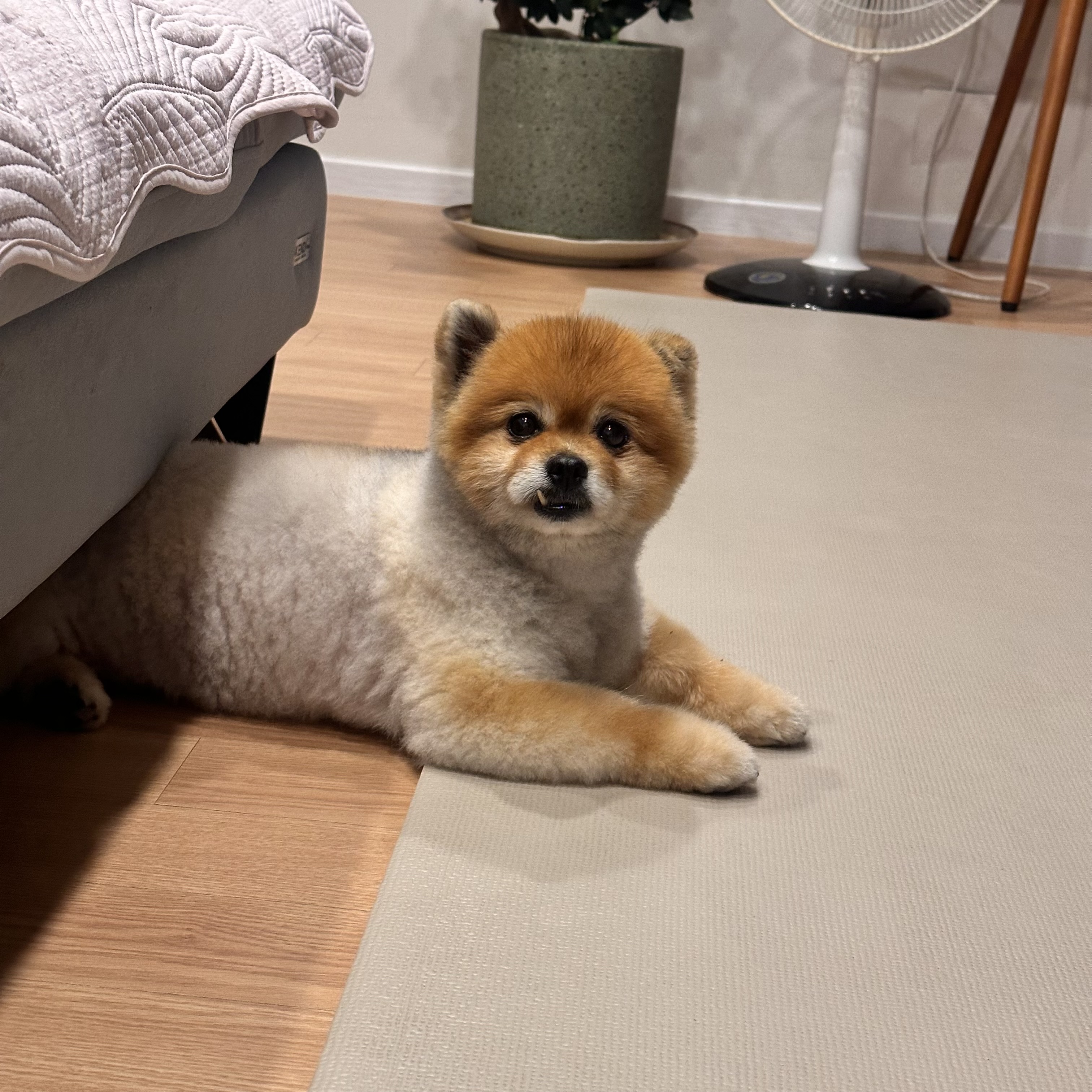 보리(감귤이) 5년차 가족 입니다~ !
