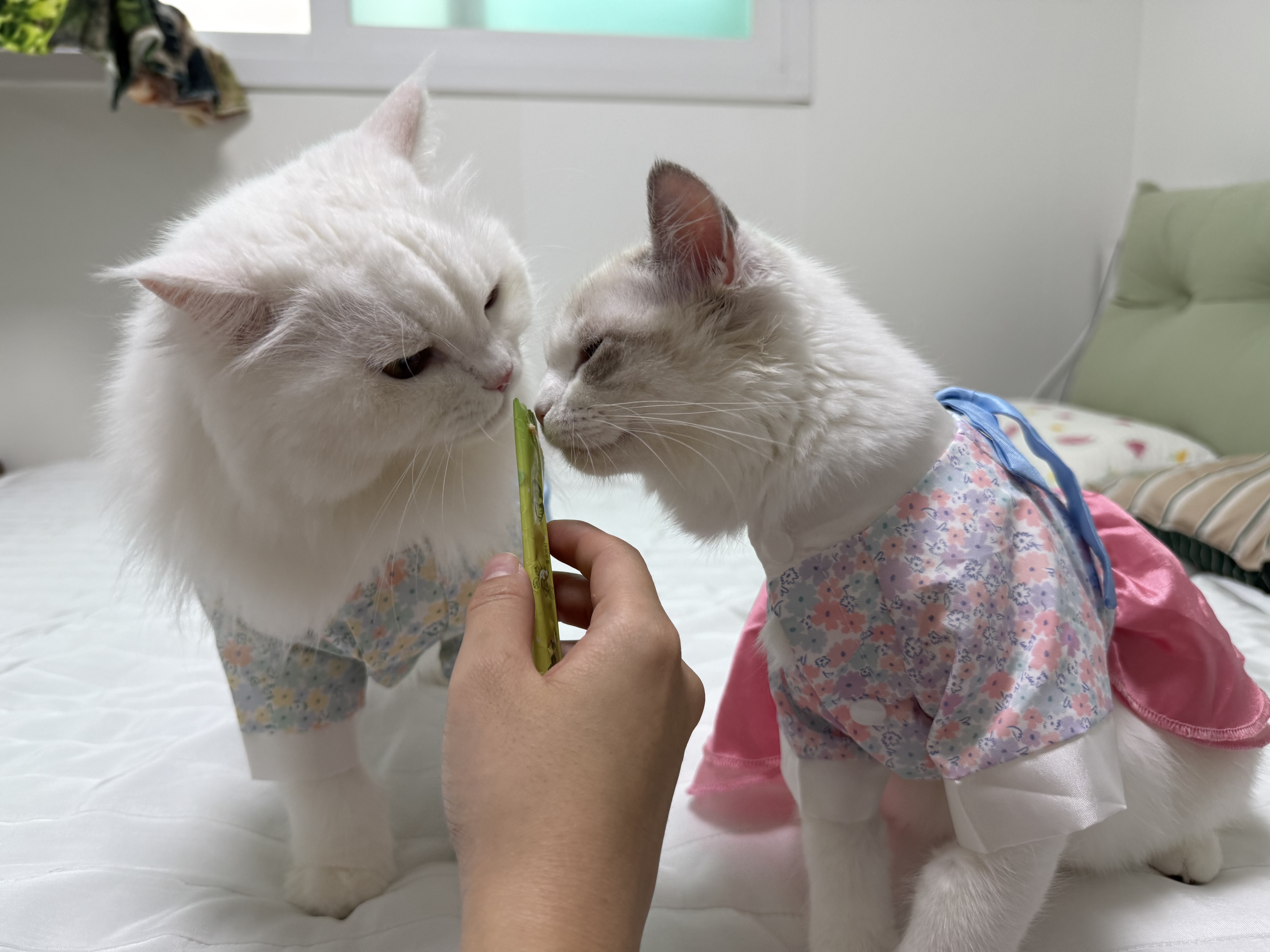 고로롱과의 세달:) <울산 구조묘 동둘이>