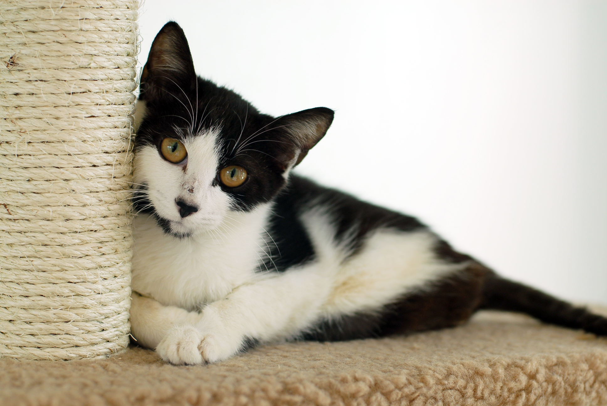 양순이,구찌,금비,버거,뻔순이,샹떼,얌이,영미,청담이,쵸파,토르,티거,향이의 사진입니다.