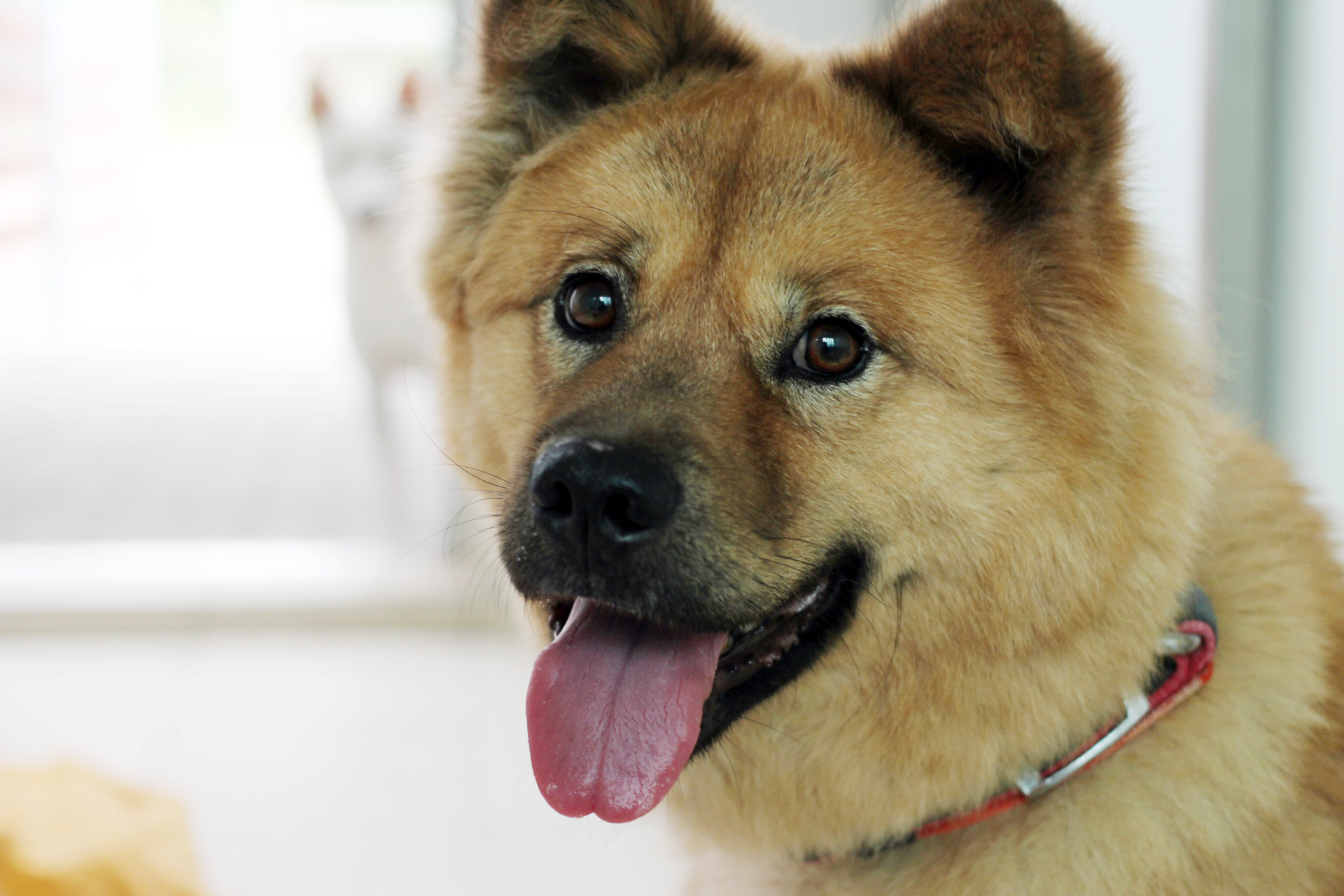 바텔이,반도,백구,백두,버스커,보솜이,보스,복남이,복돌이,복실이 사진입니다.