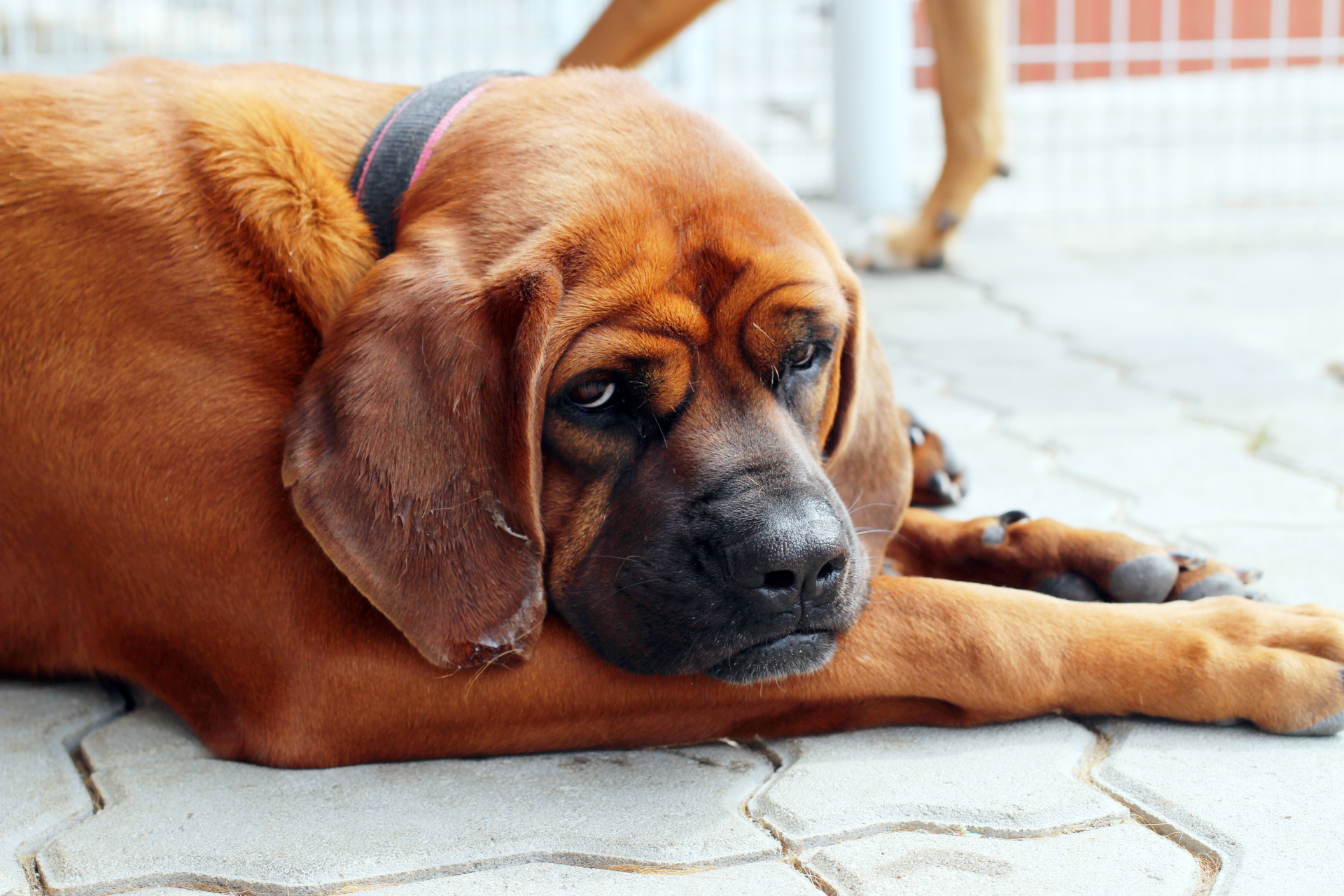 울라,유키,주디,진구,쪼코,차돌이,찰스,초코,코코,포니의 사진입니다.