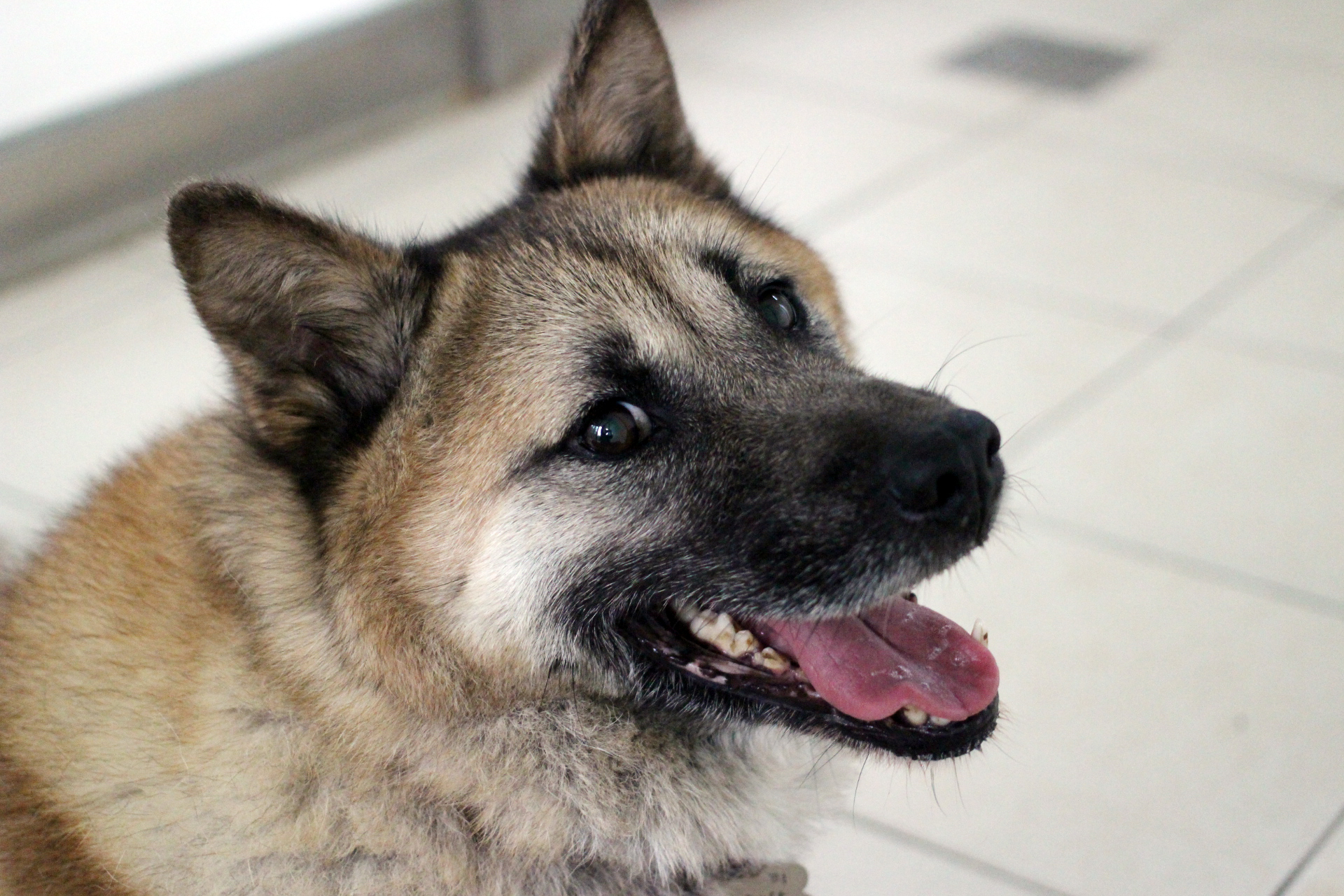 푸우,하양이,한강이,호순이,희동이,보니,유니,지니,코니,하니,정이 사진입니다.