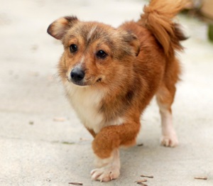 help~~~ 배변패드가 똑 떨어졌어요 ㅠ