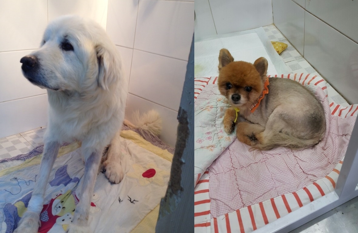 입원한 백두와 푸우의 현재 상태입니다