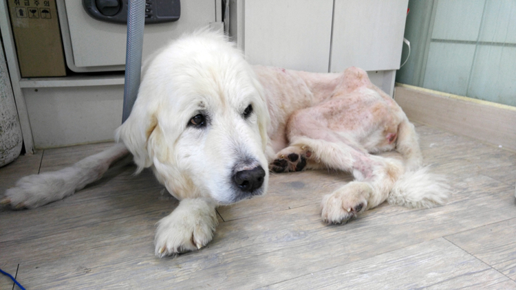 푸우와 머털이가 치료를 잘 받고 퇴원했습니다.