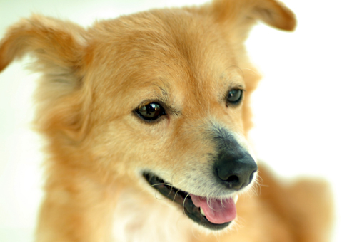 77마리 번식장 천사들 시리즈 1