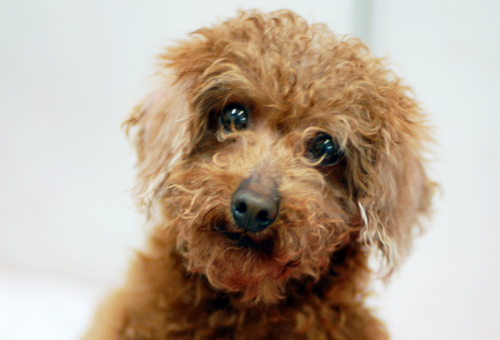 77마리 번식장 천사들 시리즈2