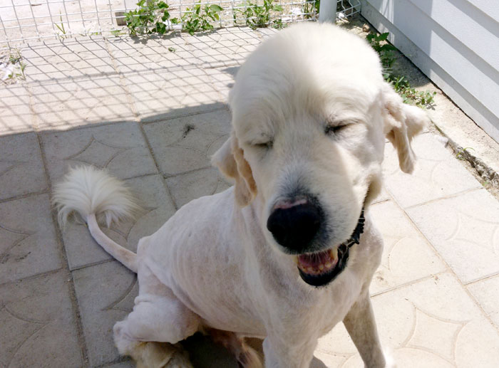 백두가 하늘에서 제일 큰 별이 되었습니다.