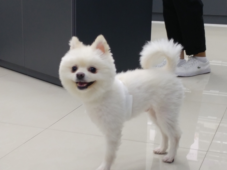 상처입고 주인에게 버려진 꼬롱이