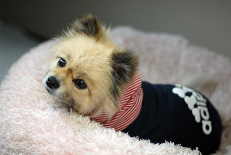 척추 골절로 하반신을 사용할 수 없는 송이송이 천송이가 센터 가족이 되었습니다.