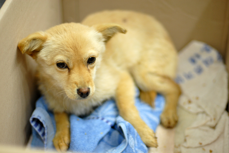 다리가 부러진 상태로 구조된 차차