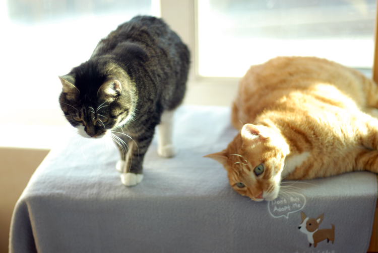 따끈따끈 센터 친구들 마음까지 따뜻하게 해주는 담요가 도착했습니다. ^^