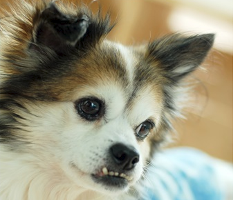 쁘띠가 별이 되었습니다..