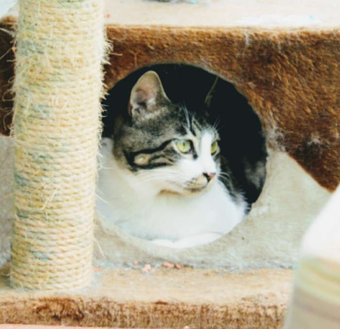 고양이 도화가 하늘의 별이 되었습니다.