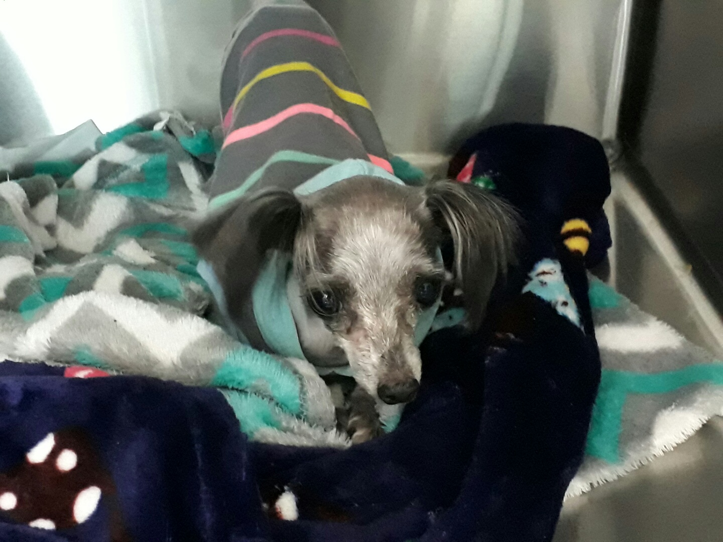 가족을 떠날 수밖에 없었던 “동구”에게 봄날을 선물해 주세요.