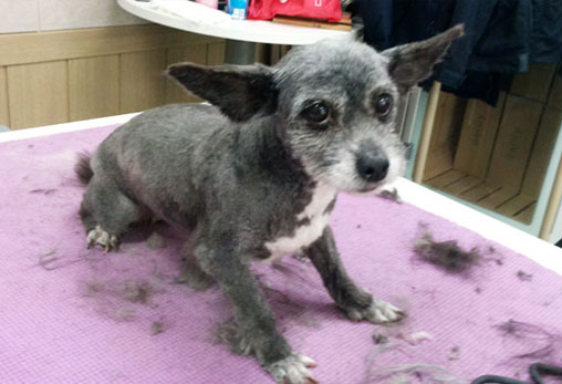 (재개발촌 빈 집에 갇혀 살던) 일곱 천사들 미용했어요~~