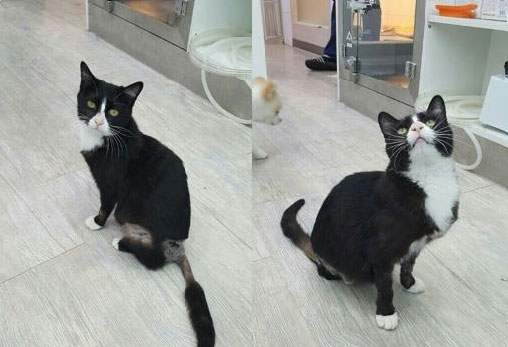 뼈가 돌출된 채 구조된 고양이 '희망이'가 센터로 입소했습니다.