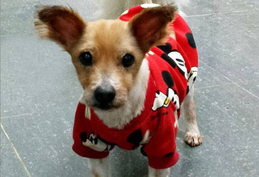 (길음동) 멍이가 별이 되었습니다...