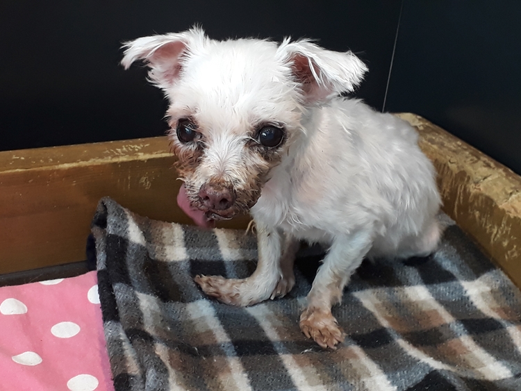 진접 77마리 천사들 중 하나인 송이가 별이 되었습니다