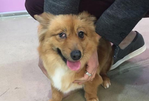 학대로 인해 눈이 함몰되어 실명된 쫑이