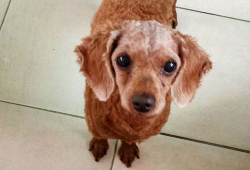 (진접 77마리 천사들) 토란이가 별이 되었습니다.