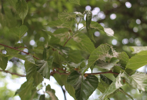 센터에 내리는 여름 눈