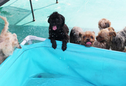 반려동물복지센터 개수영장 개장!