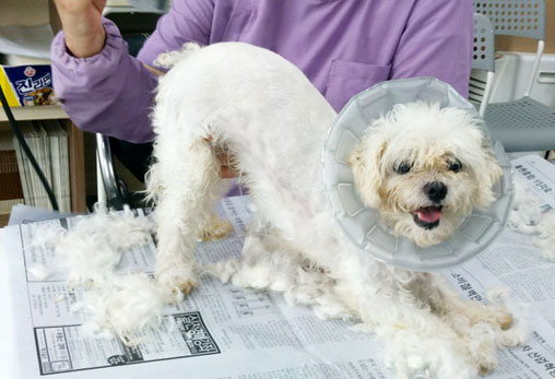 복지센터 개님들의 시원한 여름나기!!