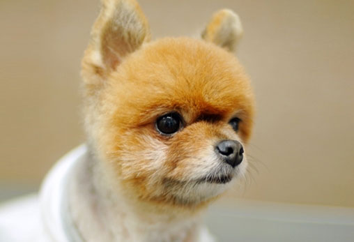 이쁘고 사랑스러웠던 푸우가 별이 되었습니다.