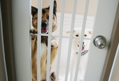 반려동물복지센터 2관의 입주가 시작되었습니다!