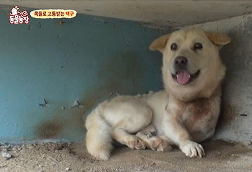 SBS TV 동물농장 방영, 목줄로 고통받던 백구 '흰둥이'