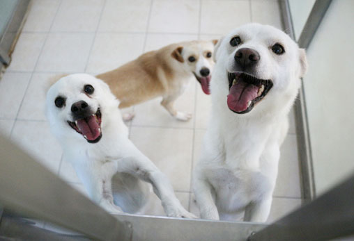 반려동물복지센터 견사 대이동 2탄~!!