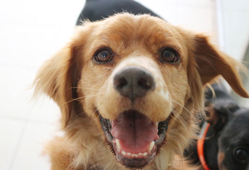 부산지부 친구들이 반려동물복지센터에 입소했어요