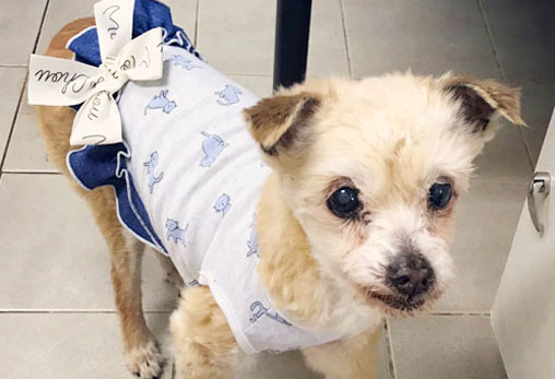 금순이가 별이 되고 나서야 안아 보았습니다..