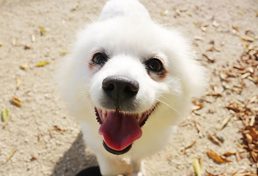 신길동에서 구조된 아이들의 생기발랄한 근황입니다 : )