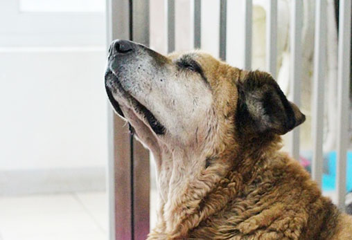 귀남이가 큰 별이 되었습니다.