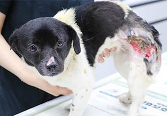 산불 현장에서 화상을 입은 채 웅크려있던 새숨이 이야기