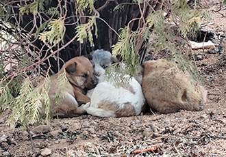 산불 속에서 새끼들을 두고 대피할 수 없었던 모아나 이야기
