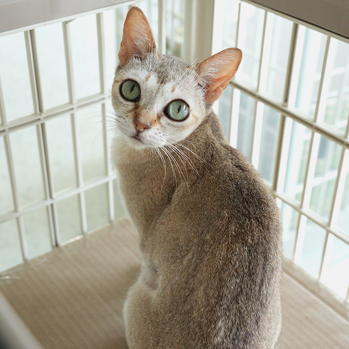 이요