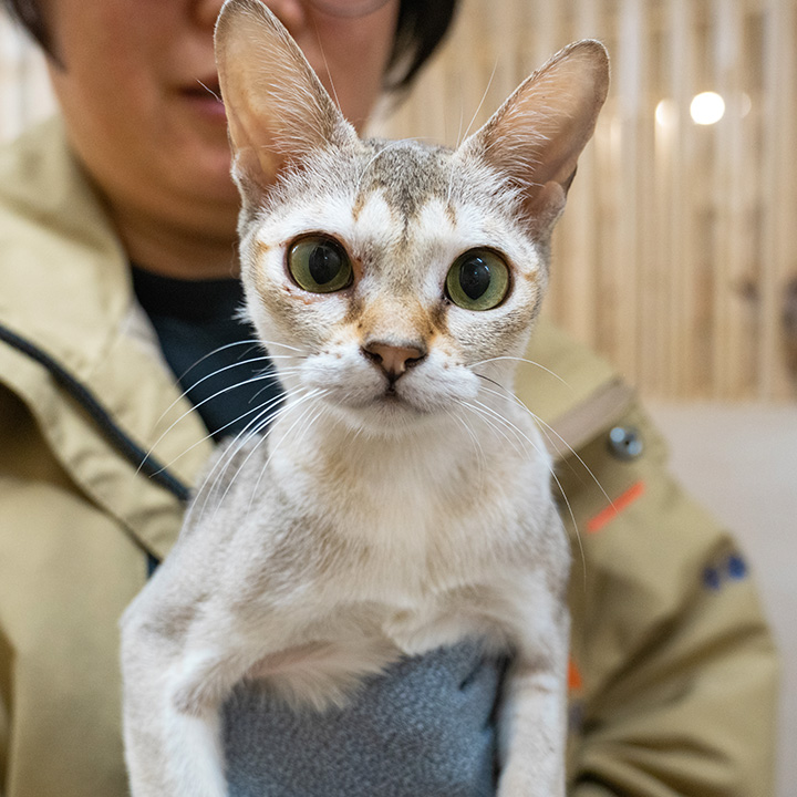 실키