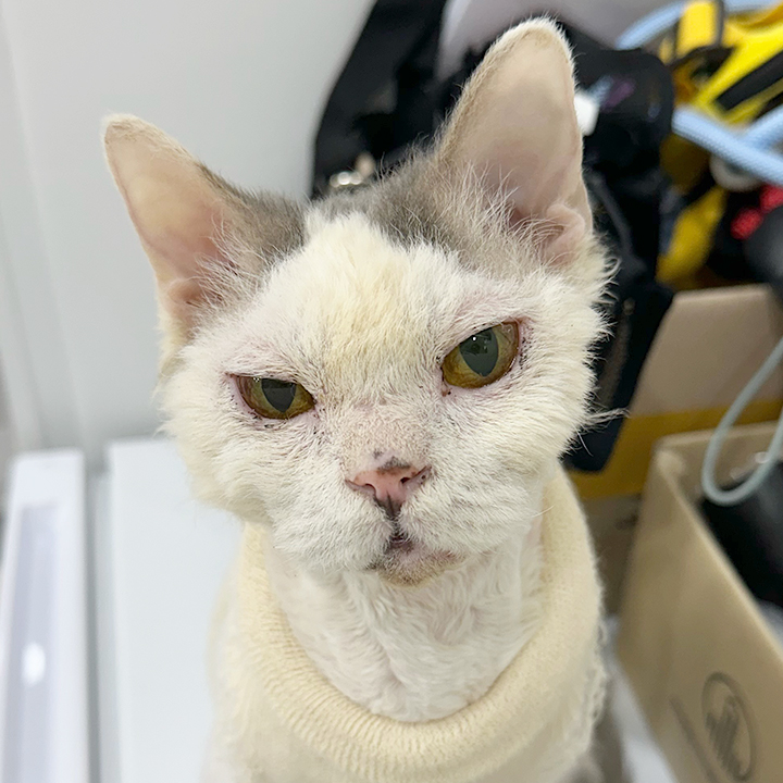 별온이